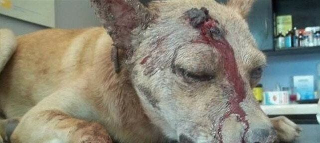 can violencia 561-009